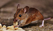 24 Hour & Emergency Exterminators in Prairie Grove, AR